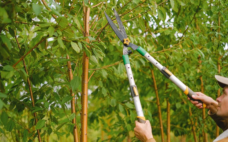 Tree trimming in Clover, SC