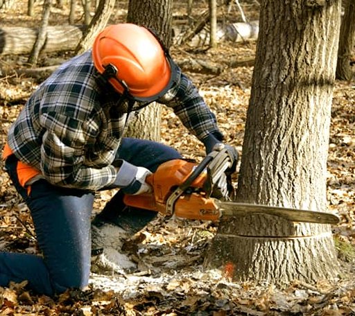 Tree Removal in Clover, SC